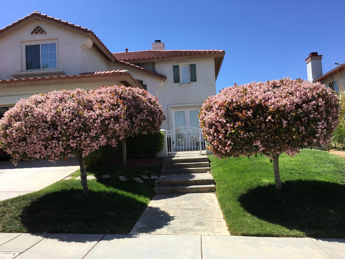 42243 Brittle Bush Dr, Quartz Hill, CA 93536 House Rental in Quartz