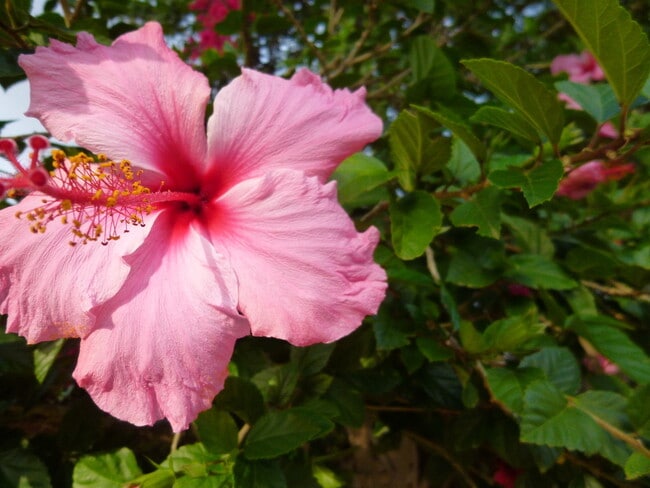 Building Photo - Hibiscus Condo