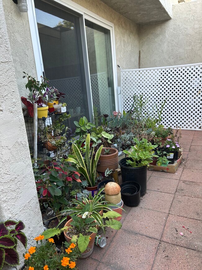 Jardín delantero - 5249 Village Circle Dr