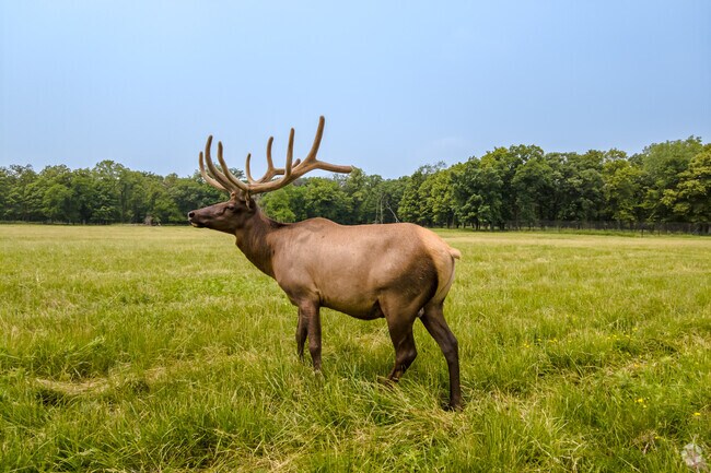 An elk in an enclosed pasture located in Busse Forest in Elk Grove Village.