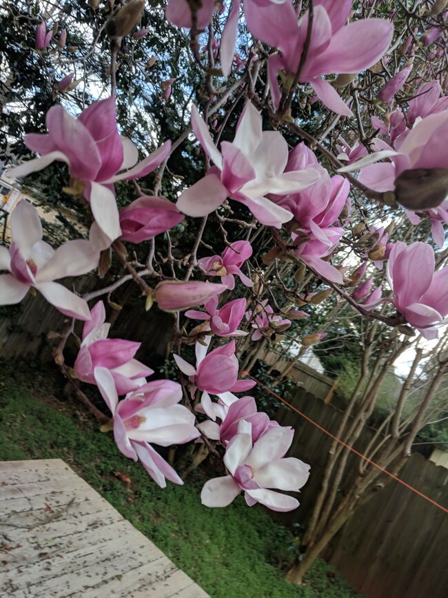 Foto del edificio - Royal Bluff