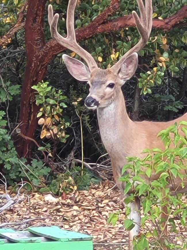 Your neighbor saying hello - 7601 Claremont Ave