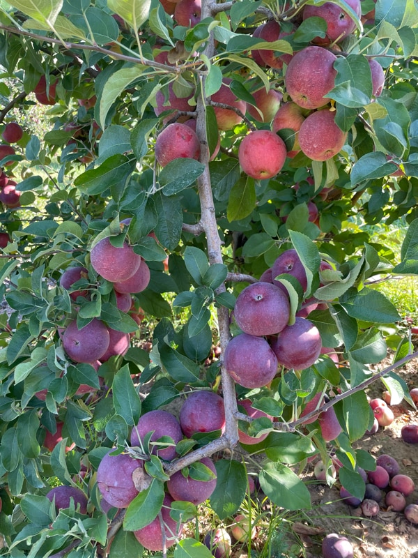 Building Photo - 7 Smith St