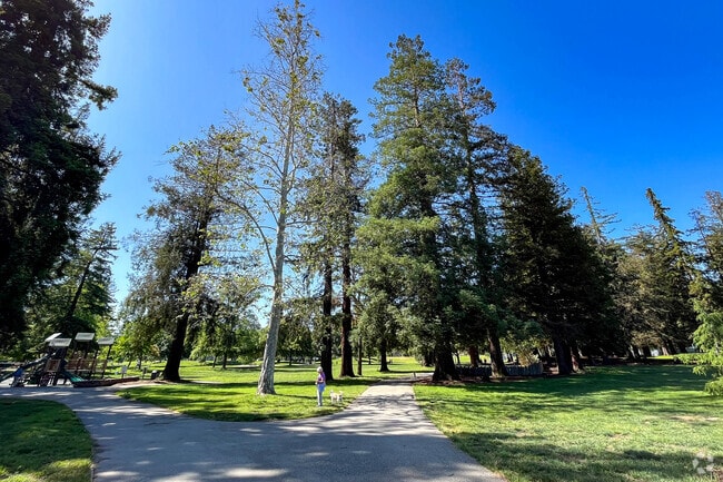 Tall Redwood trees and long paths at beauty at Cuesta Park in Mountain View Waverly Park neighborhood.
