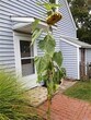 Primary Photo - 31 Grove St