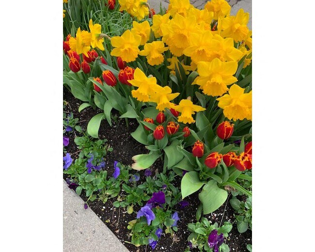 Fleurs de printemps - 250 Heath