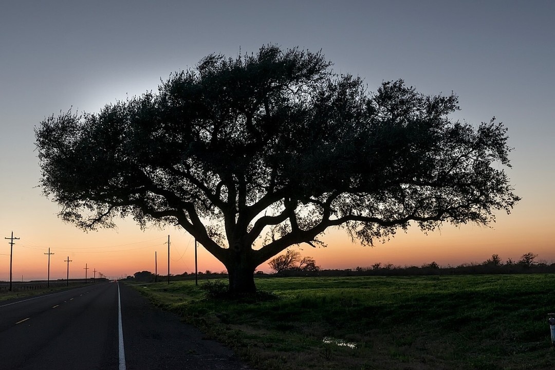 Flower Mound