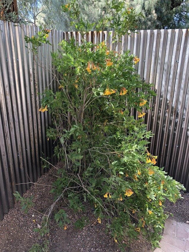 Photo - 1693 E Glenn St (Tucson, AZ)