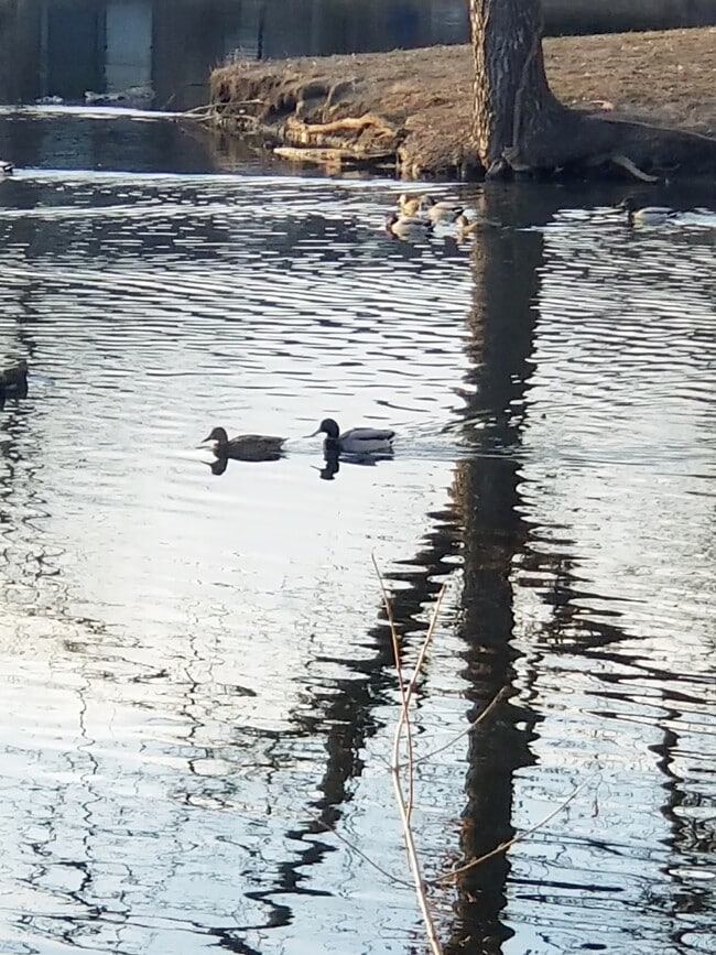 Building Photo - Trianon Apartments & Townhomes