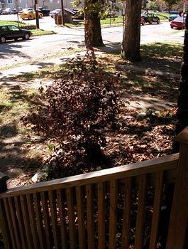 Building Photo - 8 BR IN DESIRABLE CENTRAL CAMPUS LOCATION ...