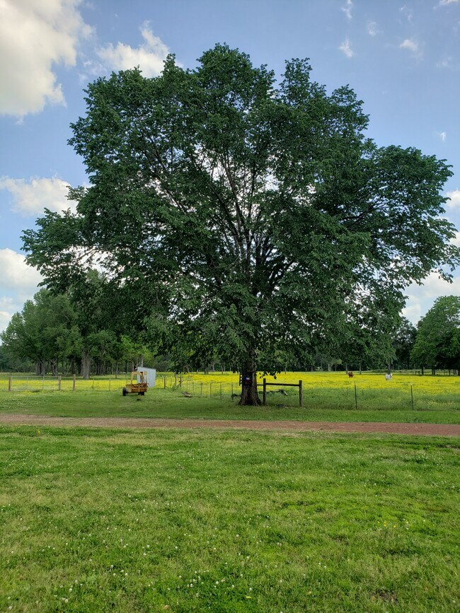 Property - 4411 FM 2693 Rd W