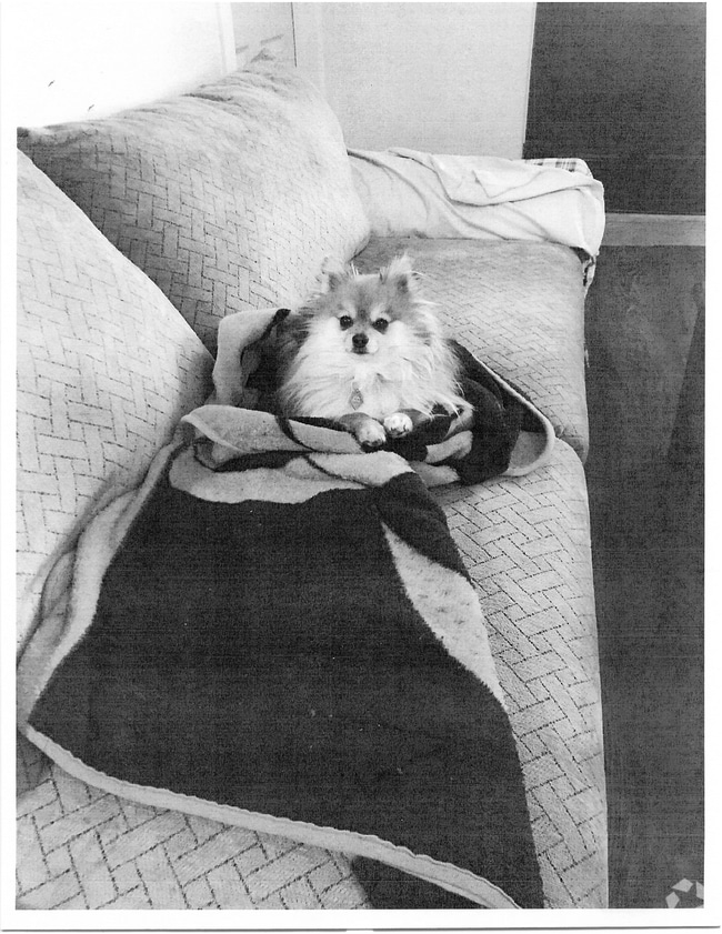 Furnished Condos for Rent in La Plata County, CO 3 Rentals