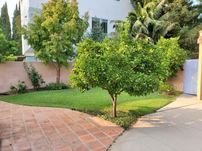 Back yard - 1556 S Carmelina Ave