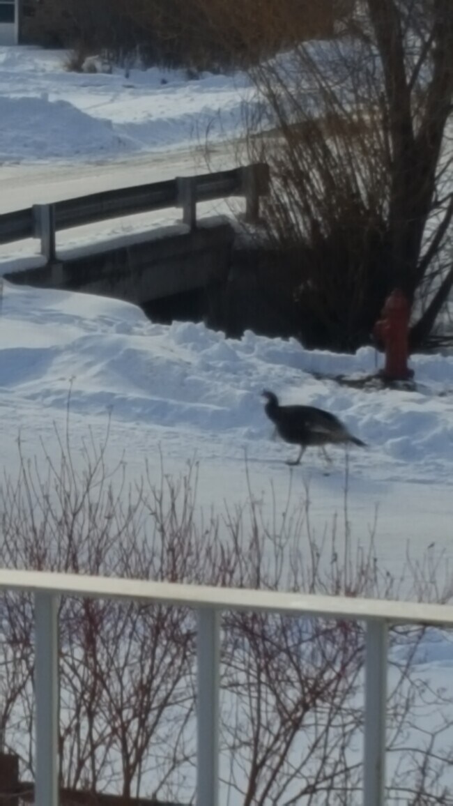 Wildlife neighbors by the creek - 208 3rd Ave