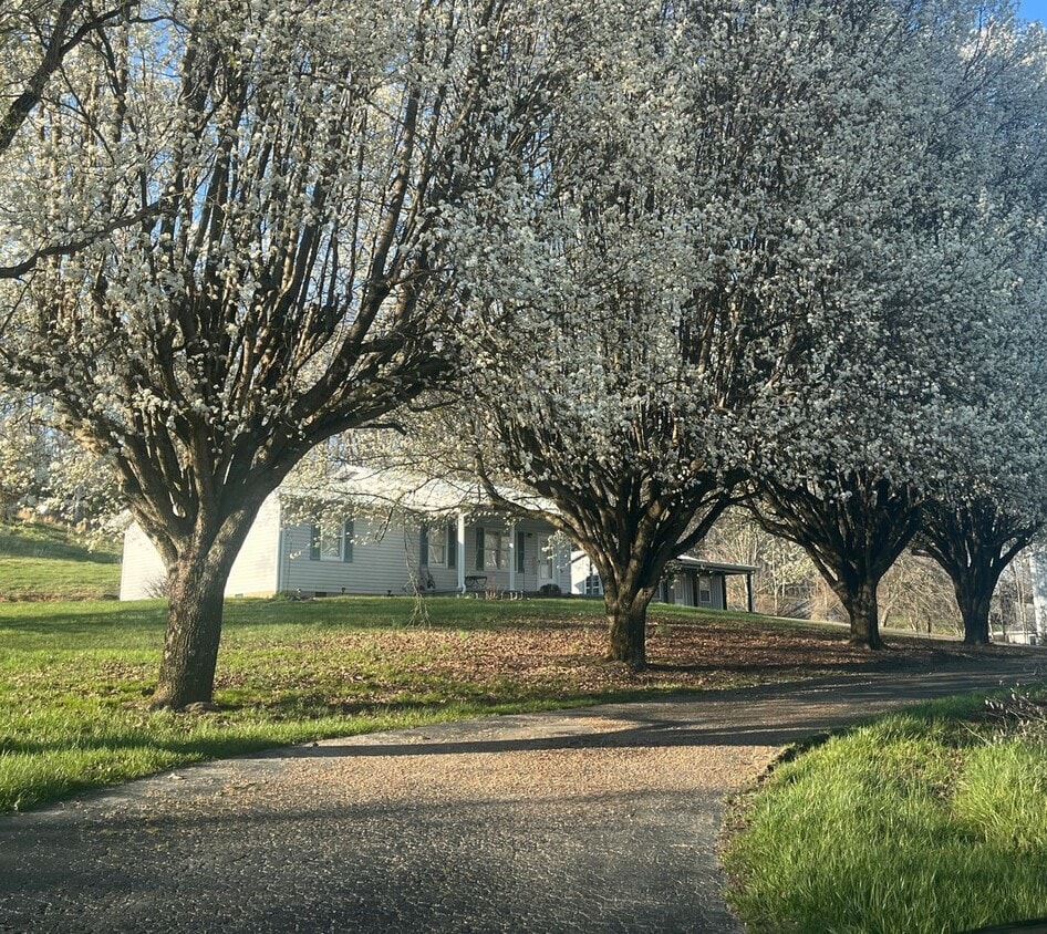 12 Flick Drive, London, KY 40741 House Rental in London, KY