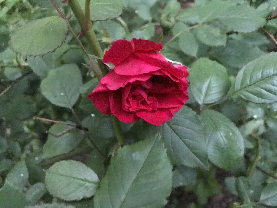 Building Photo - 367 Bainbridge St