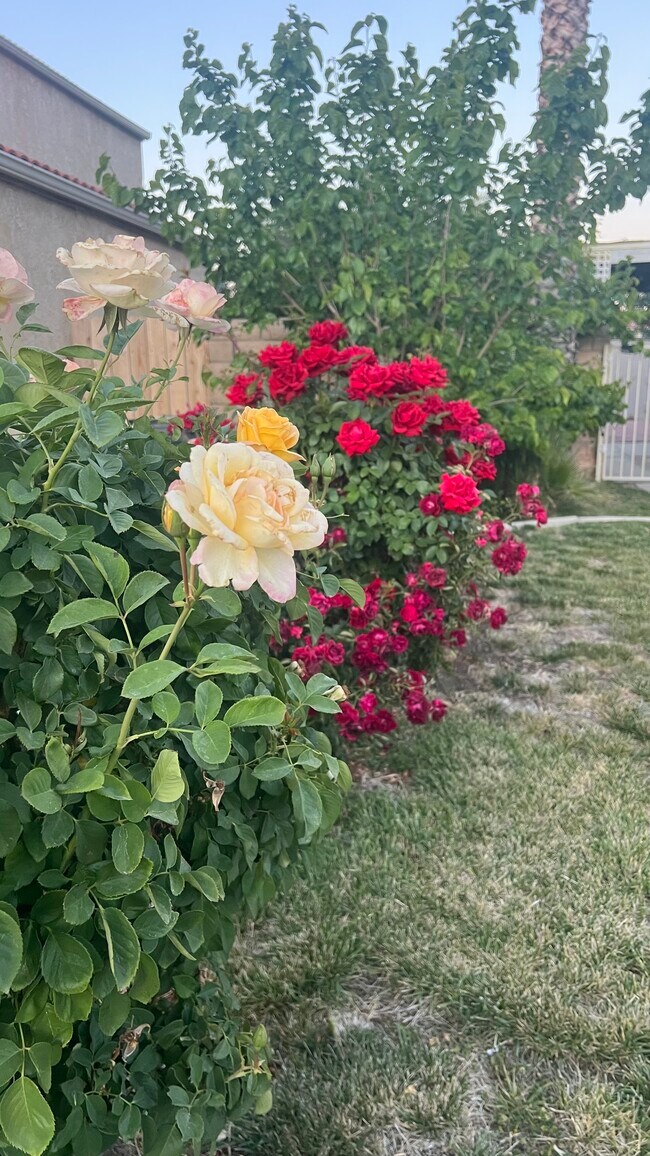 jardín delantero - 38238 La Loma Ave