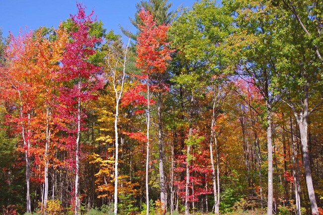 backyard view Fall - 117 Cemetery Rd