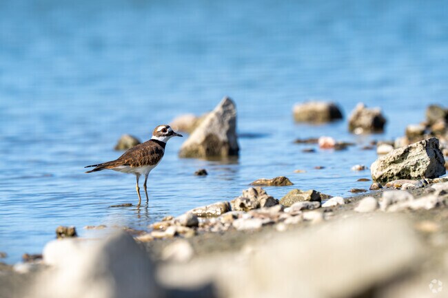 The Killdeer is a shorebird found around the Lake Casa Blanca International State Park.