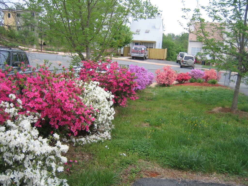 Front yard in full bloom! - 433 Riverside Ave
