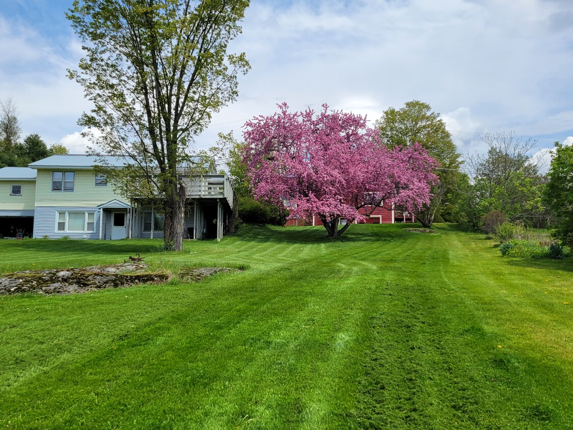 Back yard looking toward Chasanna drive - 45 Chasanna Dr