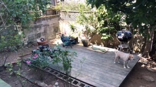 Backyard - 54 Coleridge