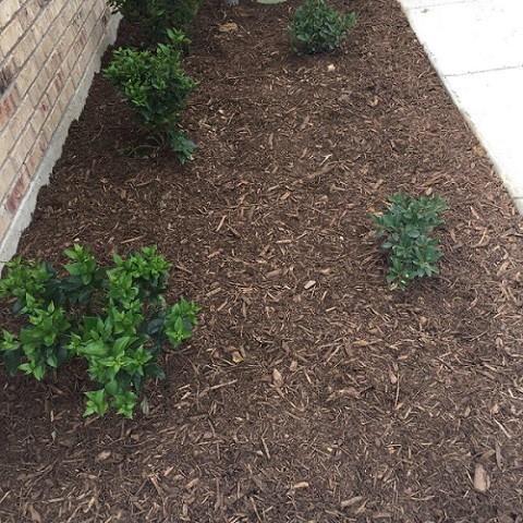 Foto del edificio - 4157 Summersweet Ln