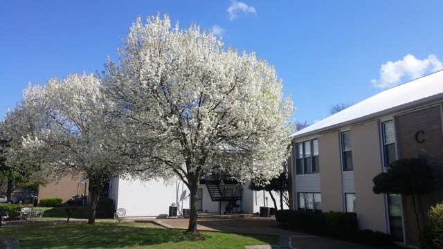 Foto del edificio - 246 White Bridge Rd