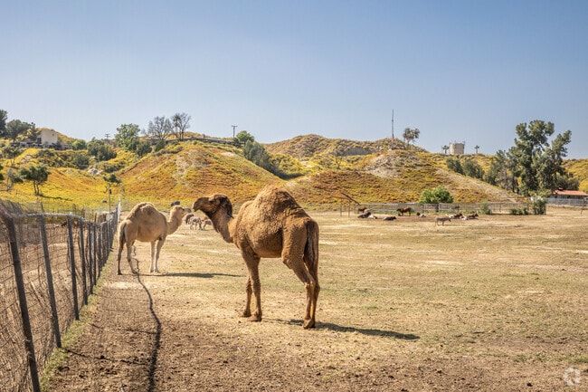 A variety of animals can be found on display at the Animals On Parkhill in Hemet.