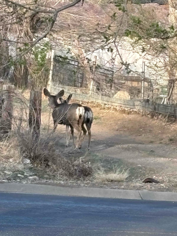 Building Photo - 205 N Hendren Ave