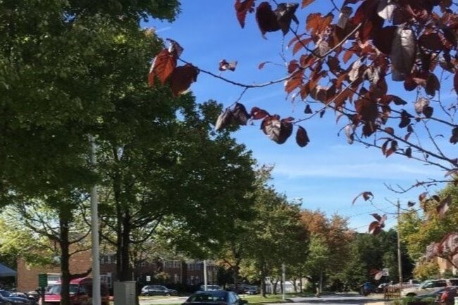 Vista a la calle desde final de entrada para auto - 517 Lafayette Blvd