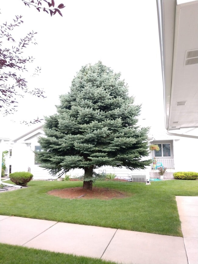 Tree out front - 1610 Wembly Plz