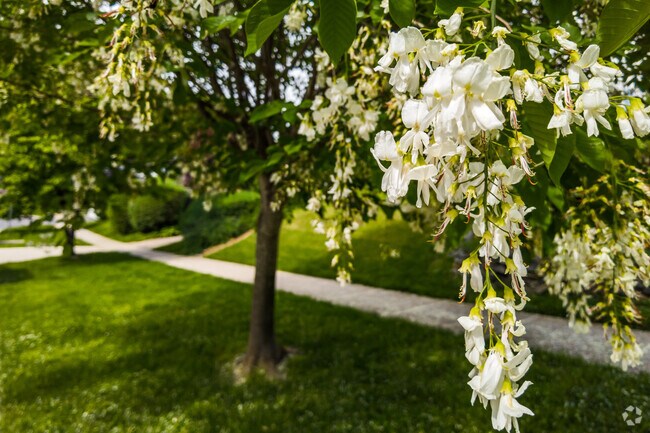 Beautiful flowering trees line the quiet neighborhood streets of W Chevy Chase Heights