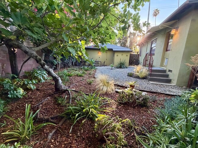 Fig and lemon tree in private yard - 2101 Laverna Ave