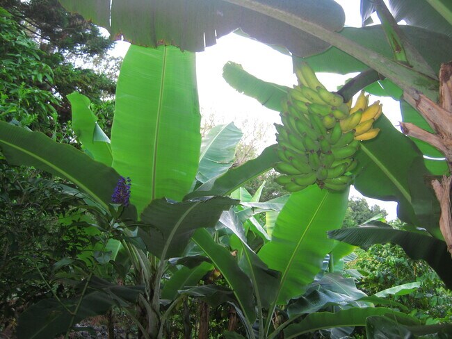 Foto del edificio - 87-2439 Mamalahoa Hwy