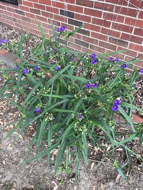 Flowers in Spring and Summer - 316 N Ivy Ave