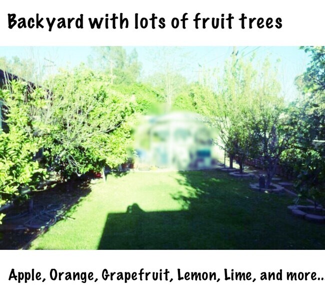Patio trasero con árboles de frutas - 1835 Belmont Ct