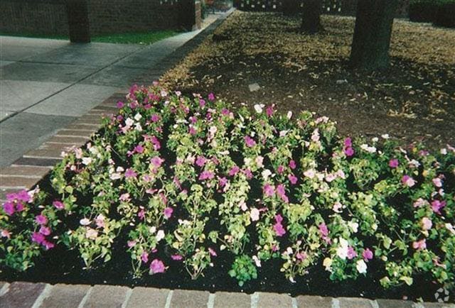 Roberts Iii Apartments Detroit Mi Landscaping Roberts Iii Apartments