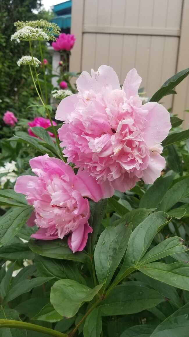 Foto del edificio - 418 Chautauqua St