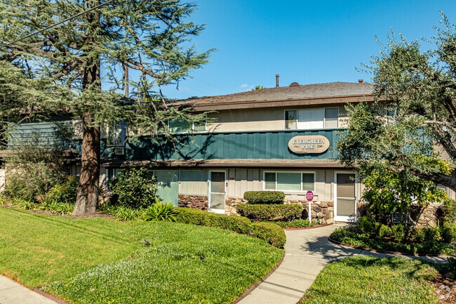 Primary - Evergreen Pine