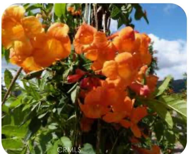 Building Photo - 39828 Felicita Pkwy