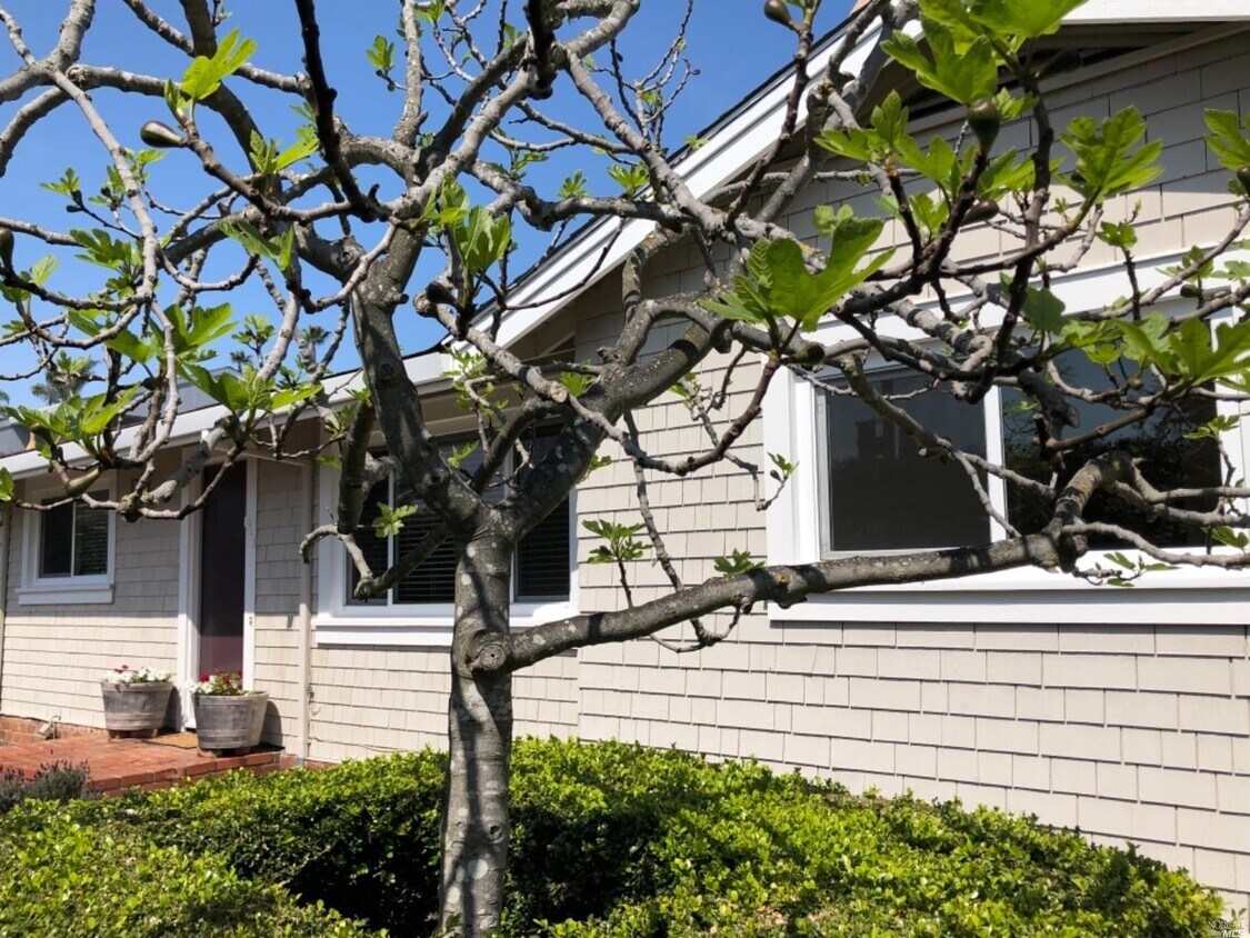 893 Tiburon Blvd, Tiburon, CA 94920 House Rental in Tiburon, CA