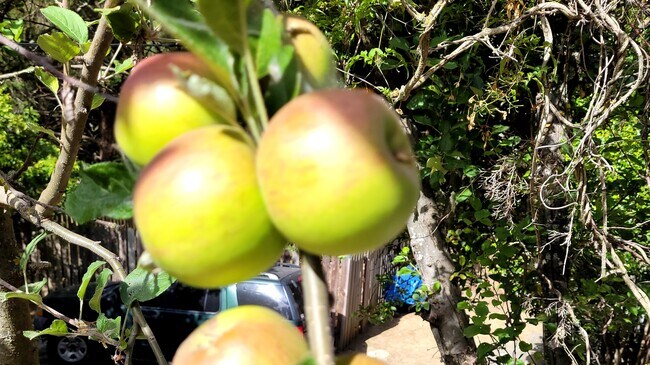2 apple trees right off the front deck - 7601 Claremont Ave