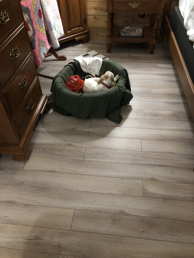 Pisos de aspecto de madera laminados - 69 Hawthorn St