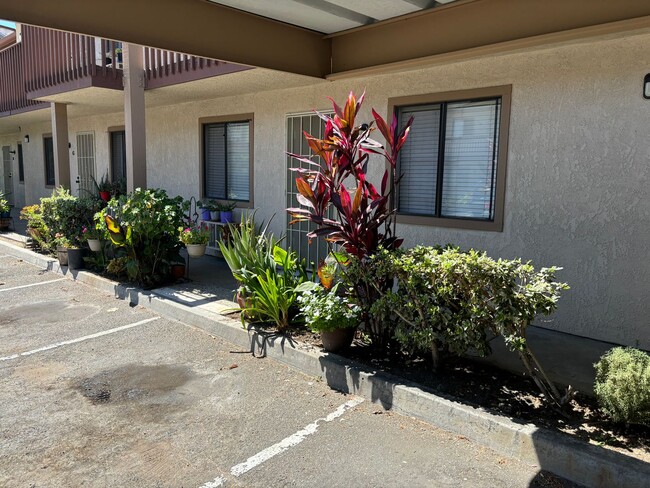 Foto del edificio - Palms Apartments San Marcos 2 bed 2 bath
