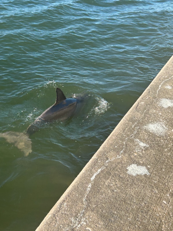 Building Photo - 464 N Paula Dr