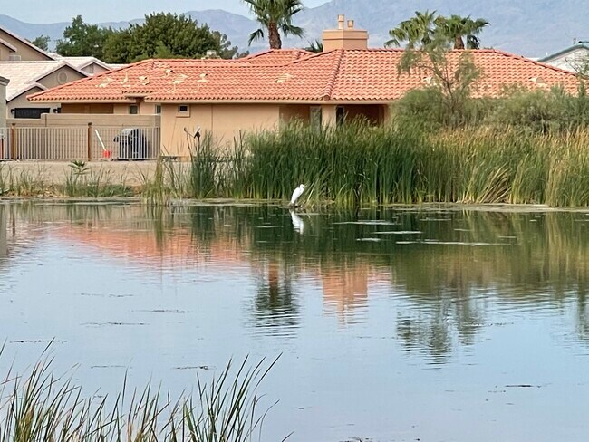 Backyard Birds - 5879 Desert Lakes Dr