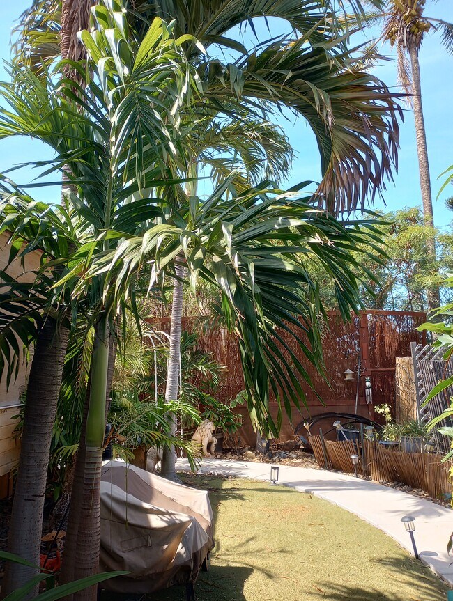 Palmeras exuberantes y abundantes, varias variedades de hibisco y plumeria: naturaleza tranquila. - 281 Kaikea St