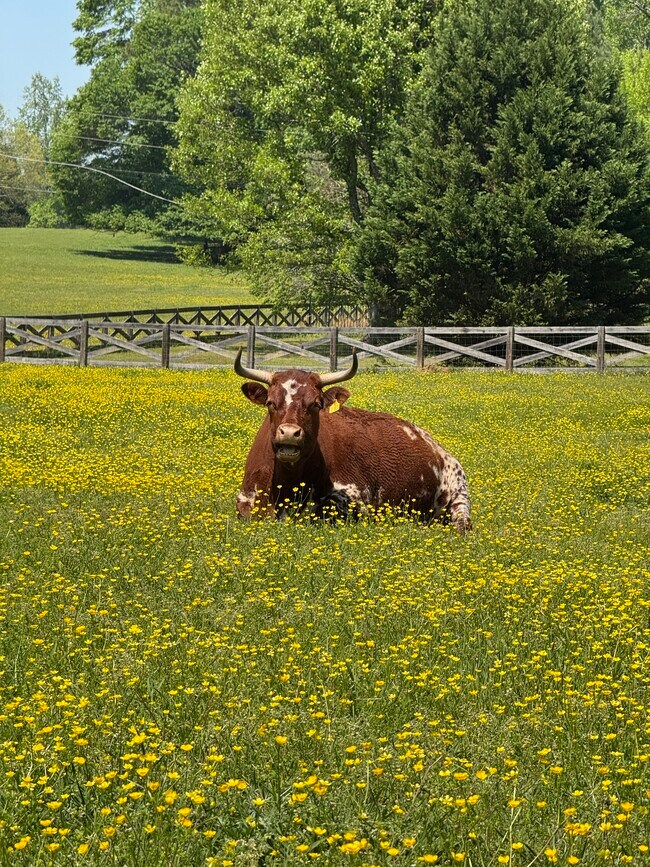Hermosos animales de pasto y de granja. - 729 Highway 314