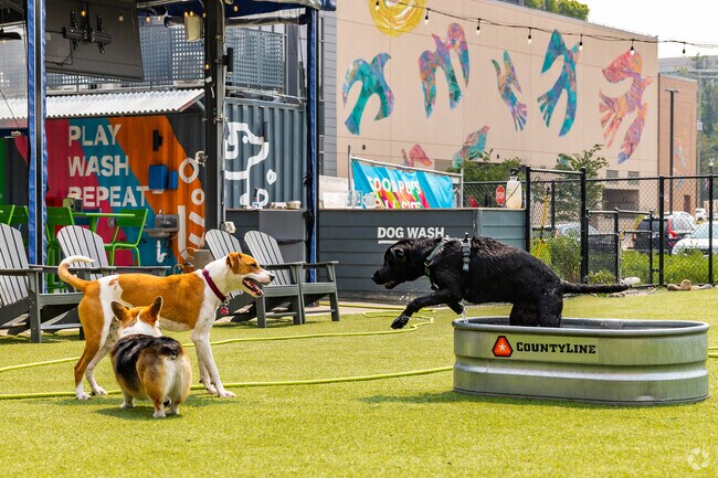 Unleash canine joy at Bark Social in North Bethesda.
